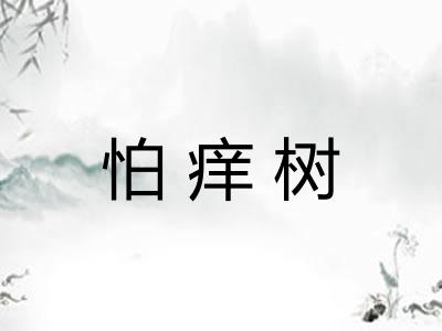 怕痒树
