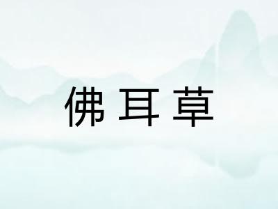 佛耳草