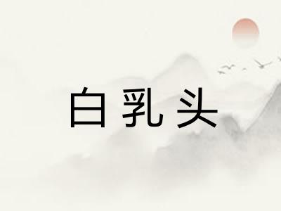 白乳头