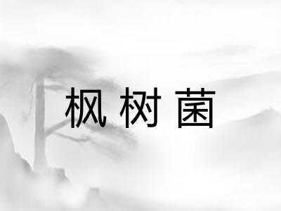 枫树菌