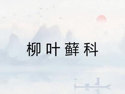 柳叶藓科