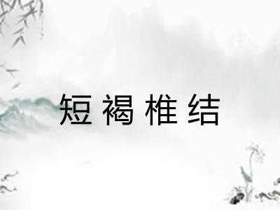 短褐椎结