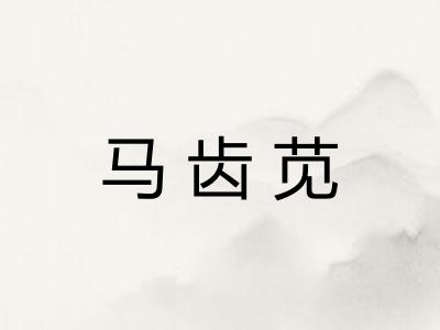 马齿苋